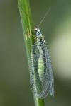 Chrysopa perla