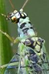 Chrysopa perla
