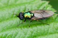 Chloromyia formosa