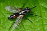 Mintho rufiventris