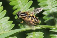 Helophilus pendulus
