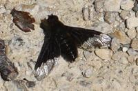 Hemipenthes morio
