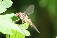 Episyrphus balteatus