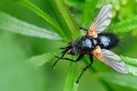 Zophomyia temula