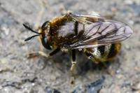 Microdon