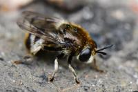 Microdon