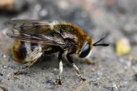 Microdon