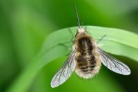Bombylius venosus