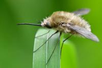 Bombylius venosus