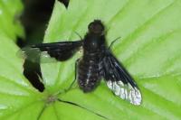 Hemipenthes morio
