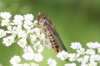 Episyrphus balteatus