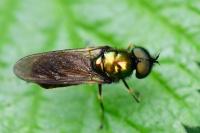 Chloromyia formosa