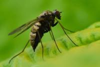 Chrysopilus cristatus