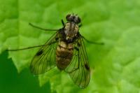Chrysopilus cristatus