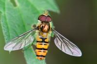 Episyrphus balteatus