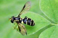 Philhelius pedissequus