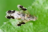 Tephritis divisa