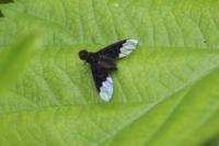 Hemipenthes morio