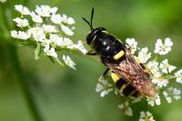 Stratiomys potamida