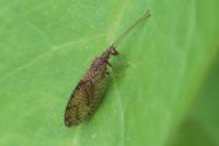 Micromus angulatus