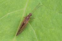 Micromus angulatus