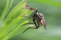 Empis tessellata
