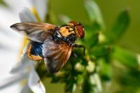 Phasia aurigera
