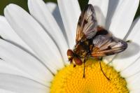 Ectophasia crassipennis