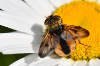 Ectophasia crassipennis