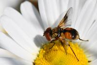 Ectophasia crassipennis