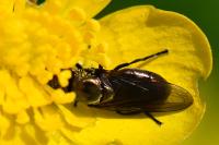 Chrysogaster virescens