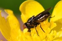 Chrysogaster virescens