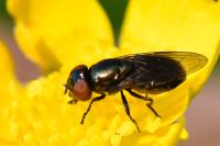 Chrysogaster virescens