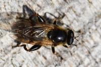 Brachypalpus laphriformis