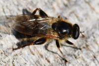 Brachypalpus laphriformis