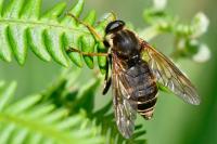 Coenomyia ferruginea