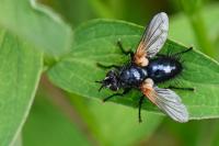 Zophomyia temula