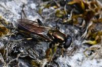 Xylota segnis