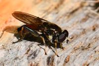 Xylota segnis