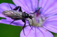 Empis pennipes