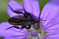 Empis pennipes