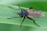 Empis tessellata