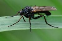 Empis tessellata