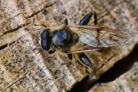 Brachypalpus laphriformis