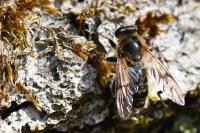Brachypalpus laphriformis