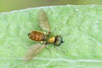 Chloromyia formosa
