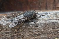 Tabanus