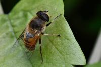 Eristalis tenax