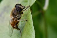 Eristalis tenax