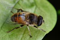 Eristalis tenax